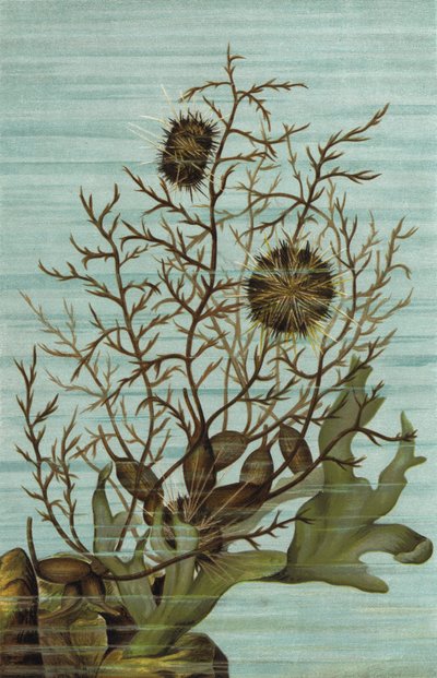 Climbing Sea Urchin by European School